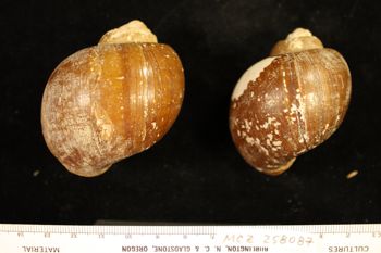 Media type: image; Malacology 258087